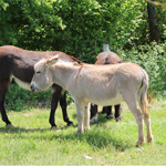 ferme pédagogique charente maritime