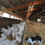 ferme pédagogique charente maritime