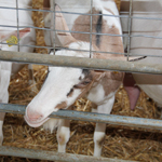 ferme pédagogique charente maritime