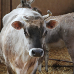 ferme pédagogique charente maritime