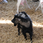 ferme pédagogique charente maritime