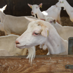 ferme pédagogique charente maritime