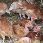 ferme pédagogique charente maritime