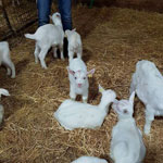 ferme pédagogique charente maritime