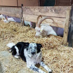 ferme pédagogique charente maritime