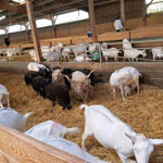 ferme pédagogique charente maritime