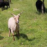 ferme pédagogique charente maritime